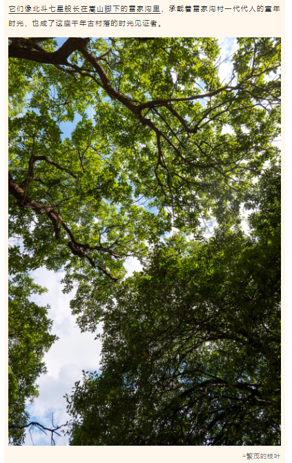 古樹(shù)長(zhǎng)歌 | 嵩山腳下古道邊，七棵櫟樹(shù)跨越千年