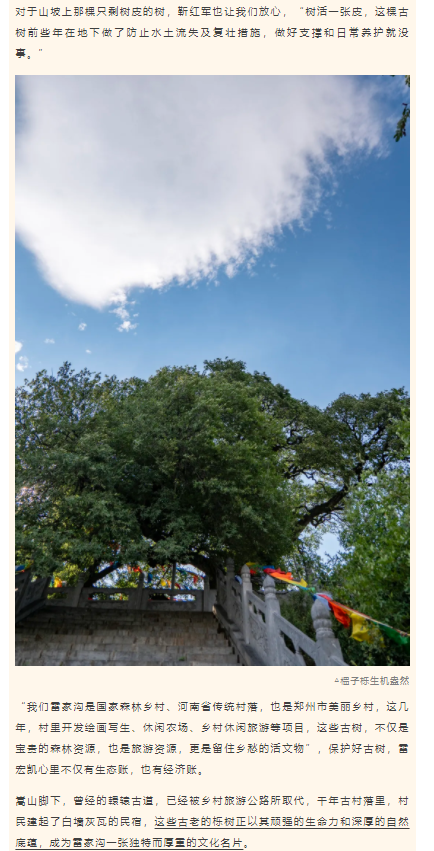 古樹(shù)長(zhǎng)歌 | 嵩山腳下古道邊，七棵櫟樹(shù)跨越千年