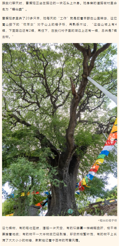 古樹(shù)長(zhǎng)歌 | 嵩山腳下古道邊，七棵櫟樹(shù)跨越千年