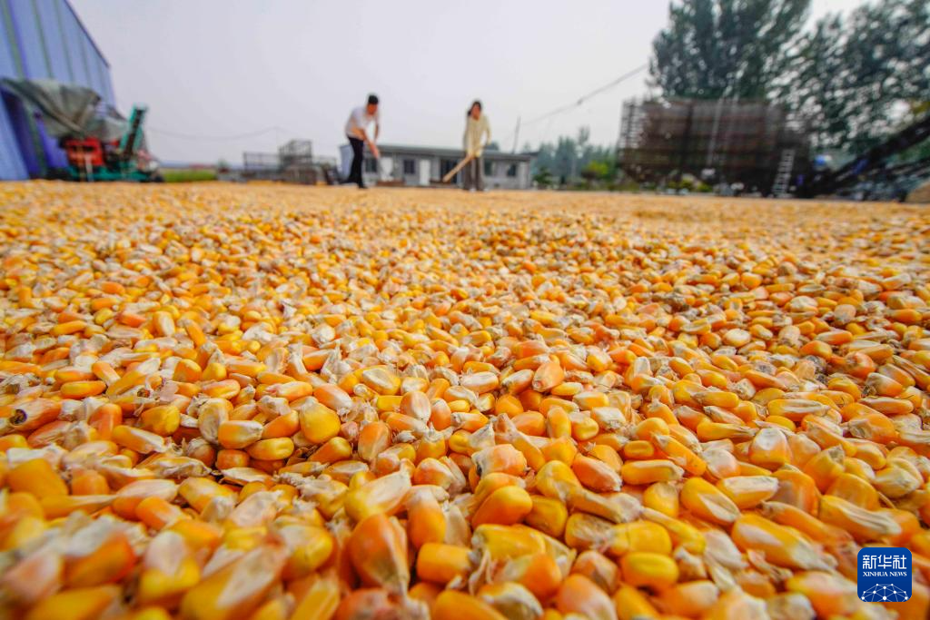 金秋好“豐”景