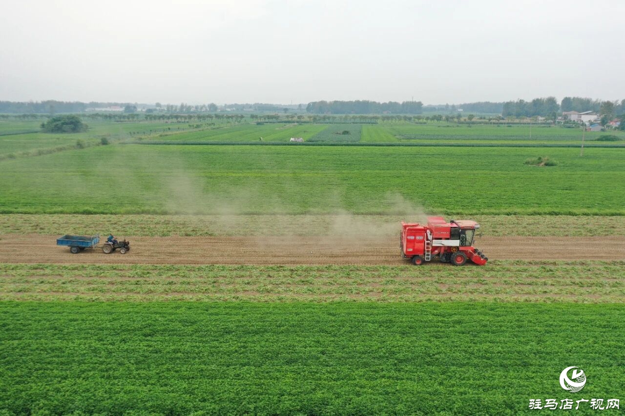 正陽花生 物盡其用 ——“三鏈”共建為河南正陽花生產(chǎn)業(yè)增值增效