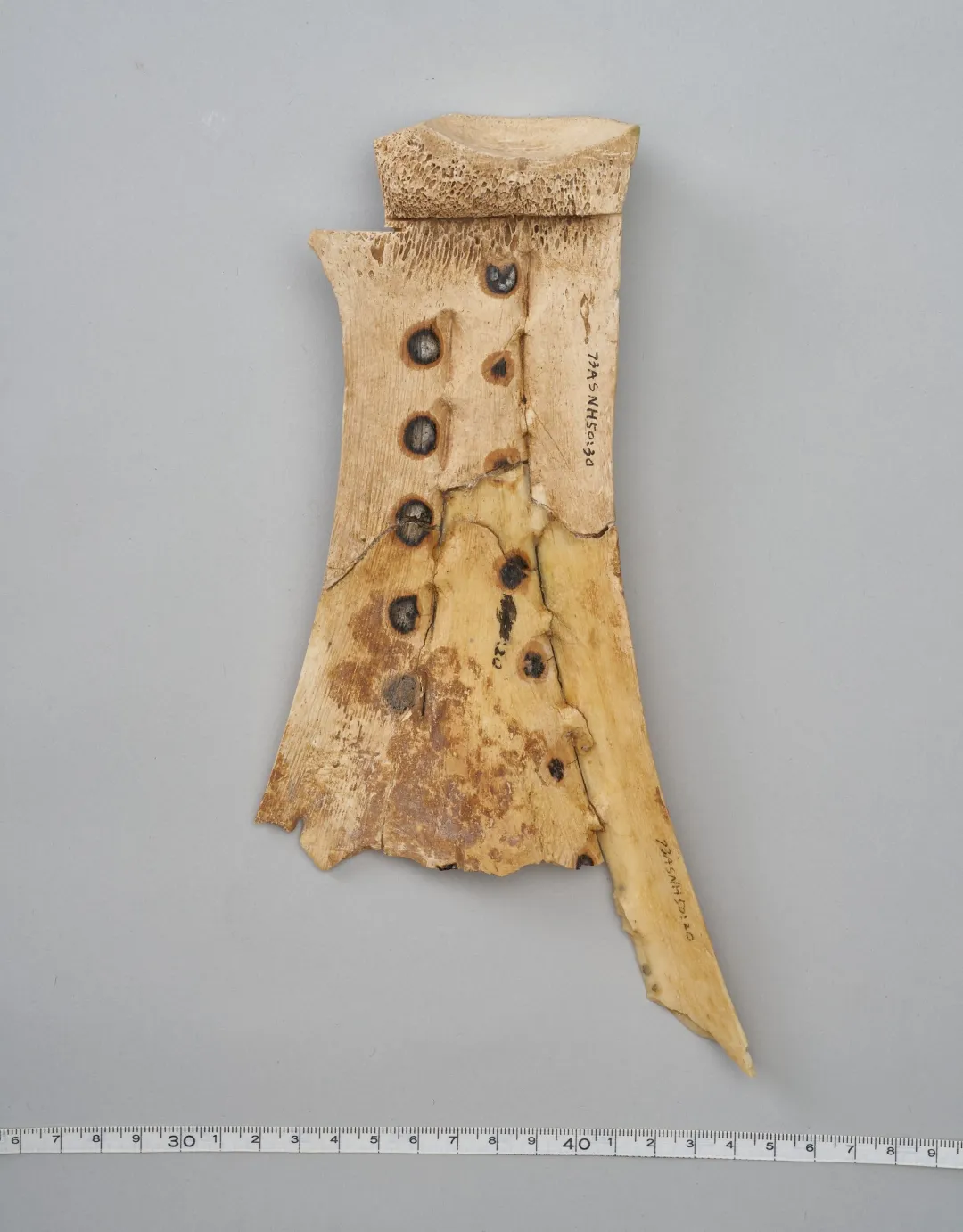 文博日歷丨透過這片“明星甲骨”，一起尋找漢字的源頭！