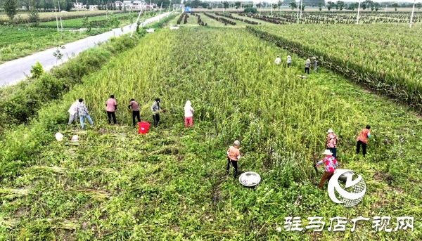 平輿千畝芝麻種植基地芝麻開鐮 傳統(tǒng)農(nóng)耕繪就金色豐收圖景