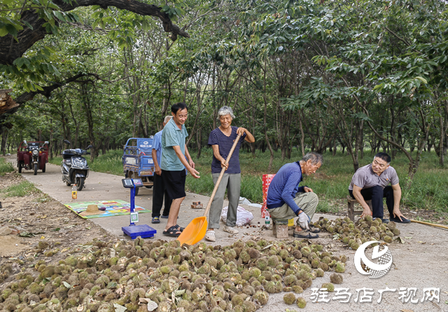 確山縣石滾河鎮(zhèn)何大廟村:特色板栗鋪就鄉(xiāng)村振興致富路