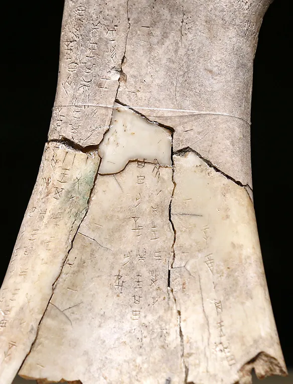 文博日歷丨透過這片“明星甲骨”，一起尋找漢字的源頭！