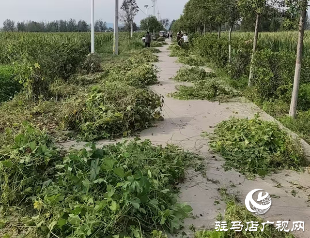 泌陽縣下碑寺鄉(xiāng)：“除草護(hù)綠”煥新顏 人居環(huán)境“提顏值”