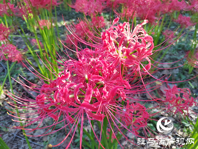 駐馬店置地公園：彼岸花開正盛 秋日美景引客來