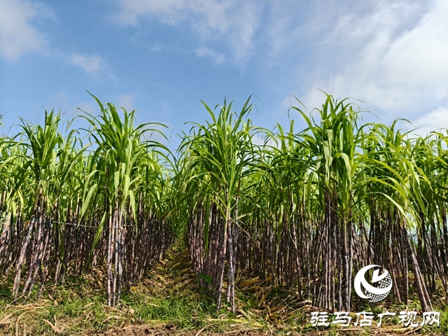 泌陽縣郭集鎮(zhèn):甘蔗豐收鋪就鄉(xiāng)村甜蜜致富路