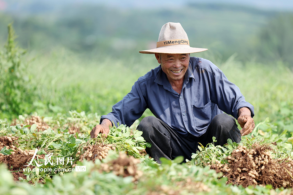 山地花生喜豐收
