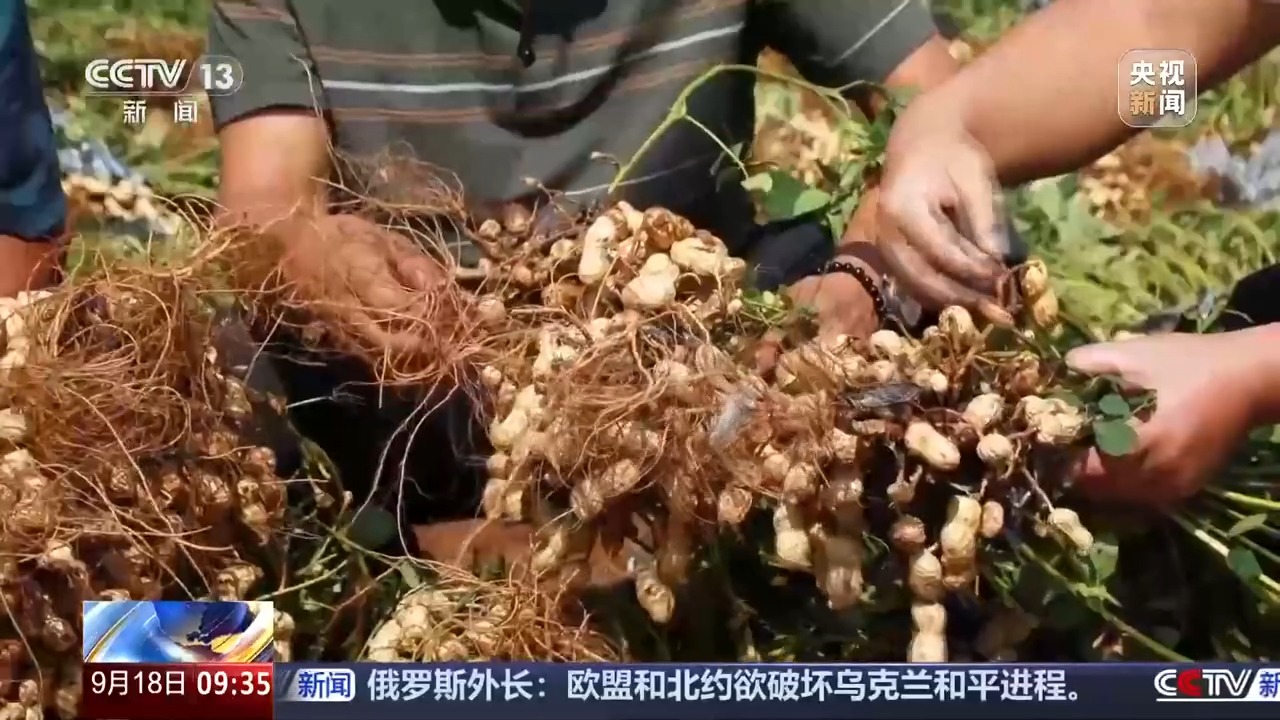 豐收進(jìn)度條刷新中 全國(guó)秋糧收獲進(jìn)度過一成