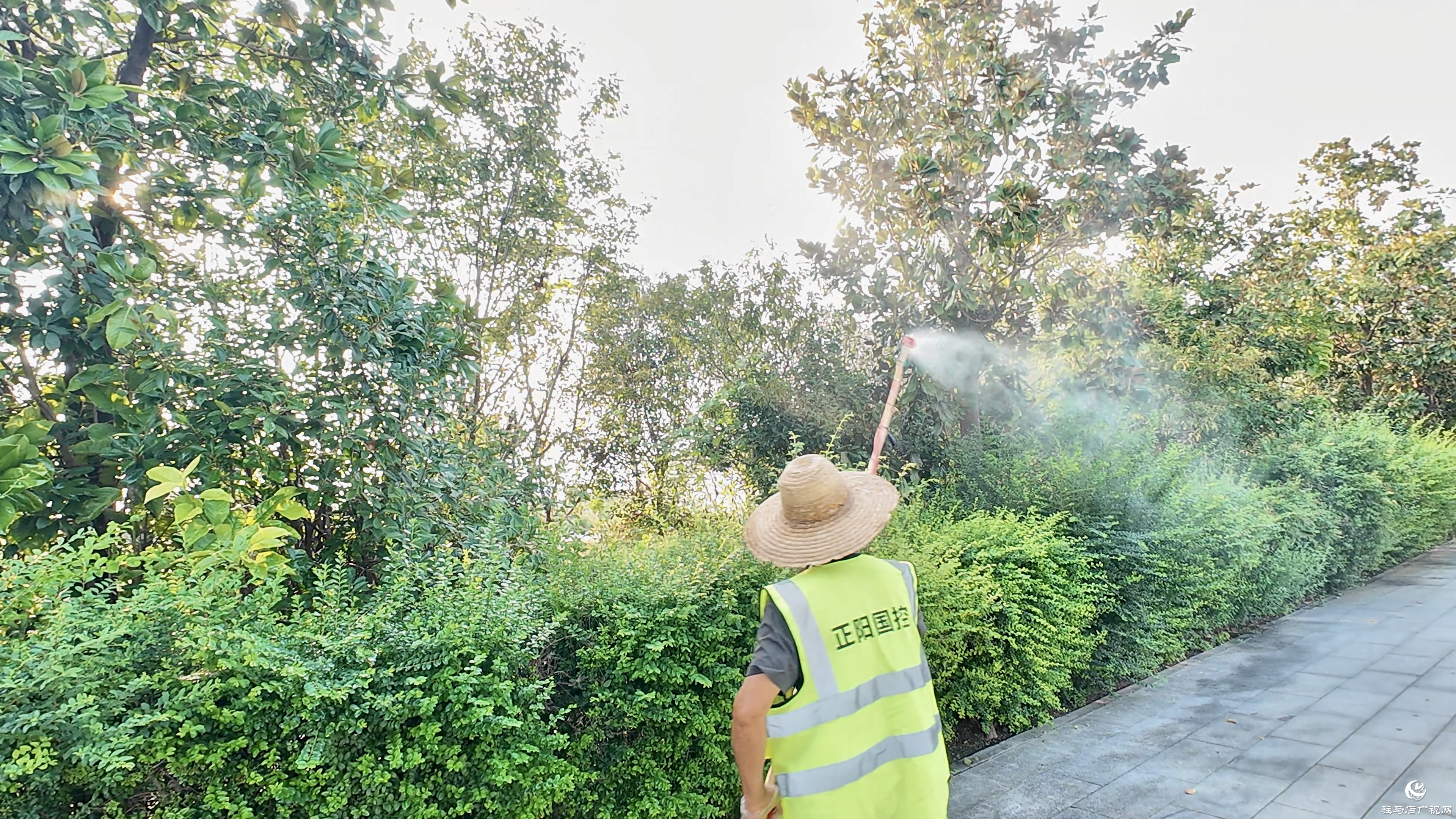 正陽(yáng)縣城市管理局：多措并舉科學(xué)防治白粉虱 守護(hù)城市宜居環(huán)境