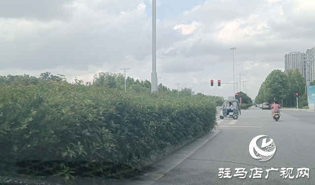 綠化帶瘋長遮擋視線 市民呼吁及時修剪消除隱患