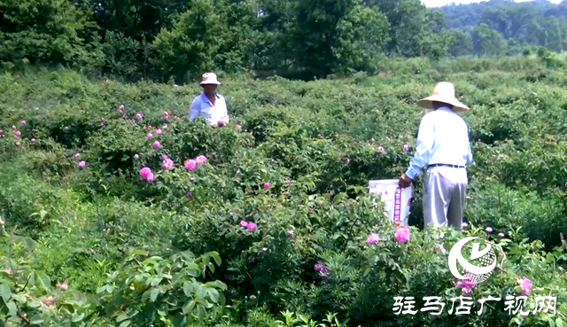 確山縣何大廟村：芬芳產(chǎn)業(yè)富鄉(xiāng)村