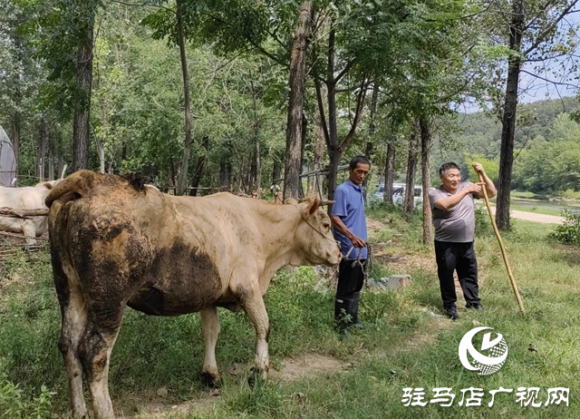【天中光榮榜】何文禮:精準(zhǔn)幫扶 讓村民“牛”起來