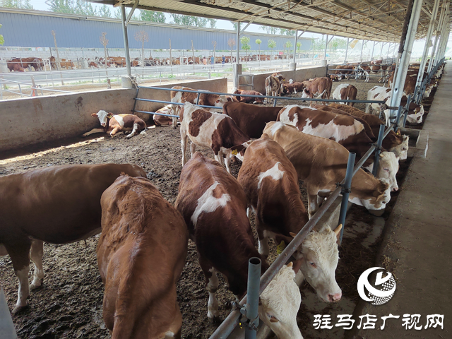 【出彩三農(nóng)人】康健波:90后小伙兒返鄉(xiāng)創(chuàng)業(yè)當(dāng)起了“牛保姆”