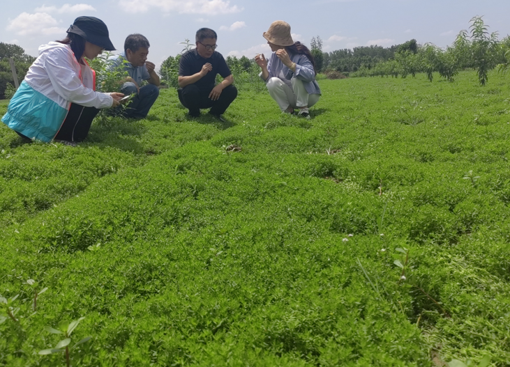 &ldquo;小草藥&rdquo;孕育&ldquo;大標(biāo)準(zhǔn)&rdquo;：確山鵝不食草規(guī)范化種植助農(nóng)增收