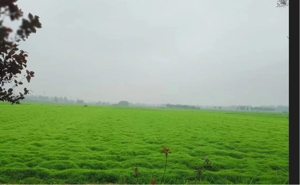 &ldquo;小草藥&rdquo;孕育&ldquo;大標(biāo)準(zhǔn)&rdquo;：確山鵝不食草規(guī)范化種植助農(nóng)增收