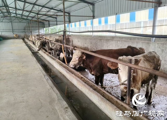 確山縣新安店鎮(zhèn)：深耕夏南牛養(yǎng)殖 樹立鄉(xiāng)村產業(yè)新標桿