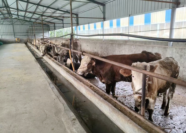 確山縣新安店鎮(zhèn)：深耕夏南牛養(yǎng)殖 樹立鄉(xiāng)村產(chǎn)業(yè)新標(biāo)桿