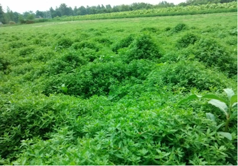 &ldquo;小草藥&rdquo;孕育&ldquo;大標(biāo)準(zhǔn)&rdquo;：確山鵝不食草規(guī)范化種植助農(nóng)增收