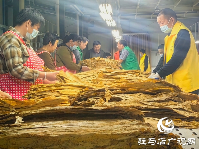 泌陽(yáng)縣郭集鎮(zhèn):黨建引領(lǐng) 助力煙葉收購(gòu)“加速度”