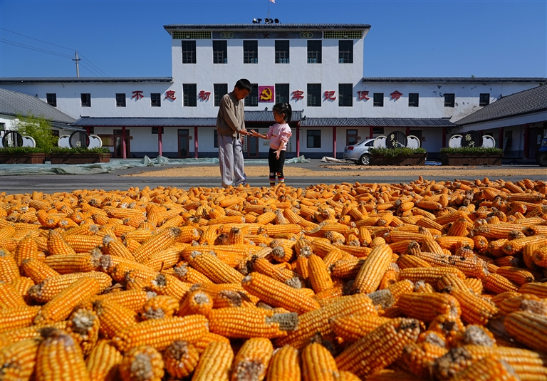 沃野良田豐收正當(dāng)時(shí)
