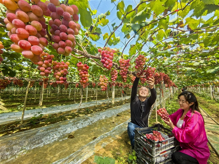 沃野良田豐收正當(dāng)時(shí)