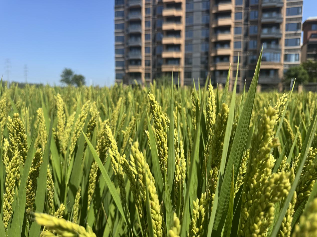 中原農(nóng)谷啟動(dòng)種肥一體化八萬畝示范田建設(shè)