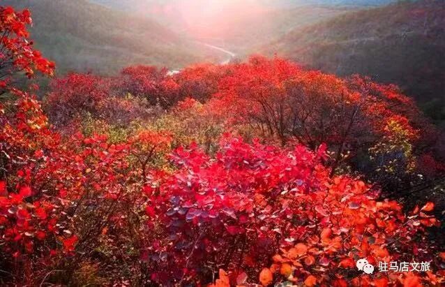 秋日漫步：橙紅橘綠時的詩意畫卷