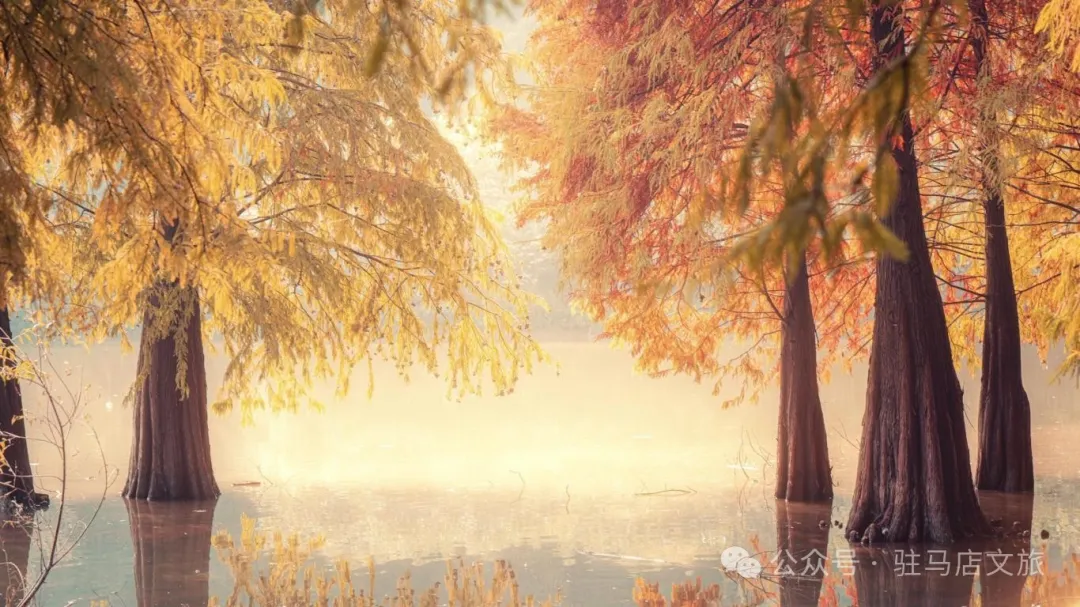 秋日漫步：橙紅橘綠時的詩意畫卷