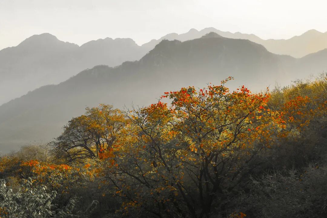 秋日漫步：橙紅橘綠時的詩意畫卷