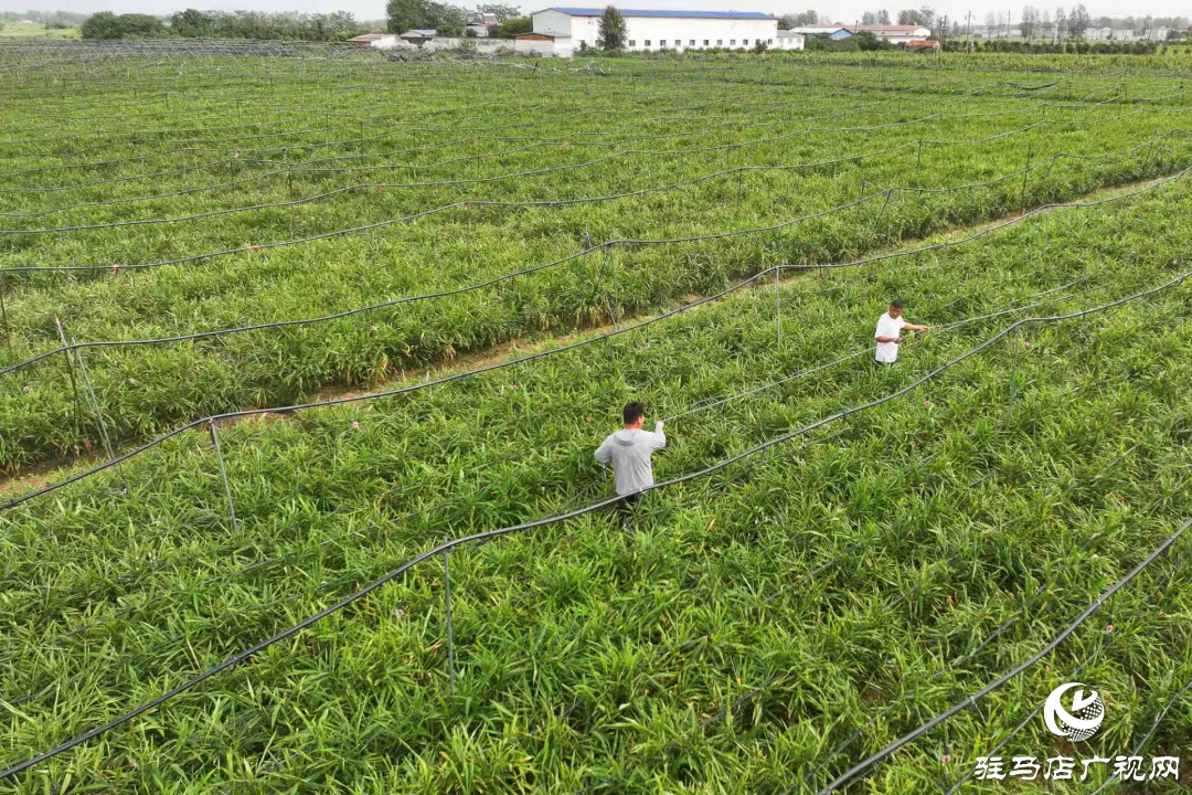 正陽：姜田變身“聚寶盆”