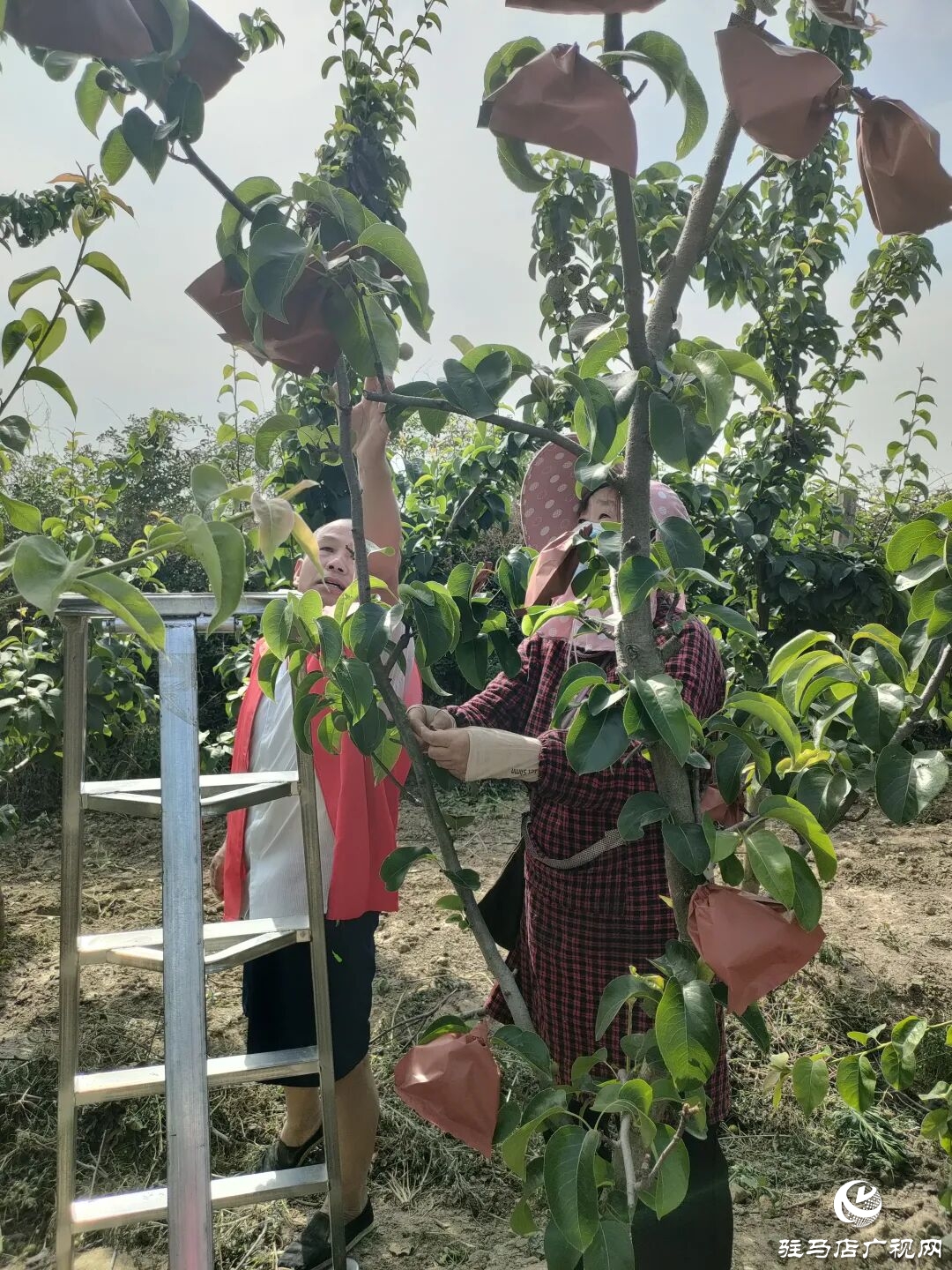 正陽縣林下種養(yǎng)創(chuàng)佳績 多元銷售助振興