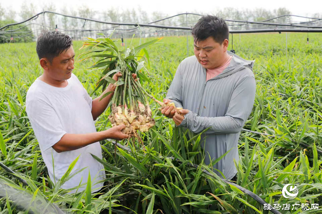 正陽：姜田變身“聚寶盆”