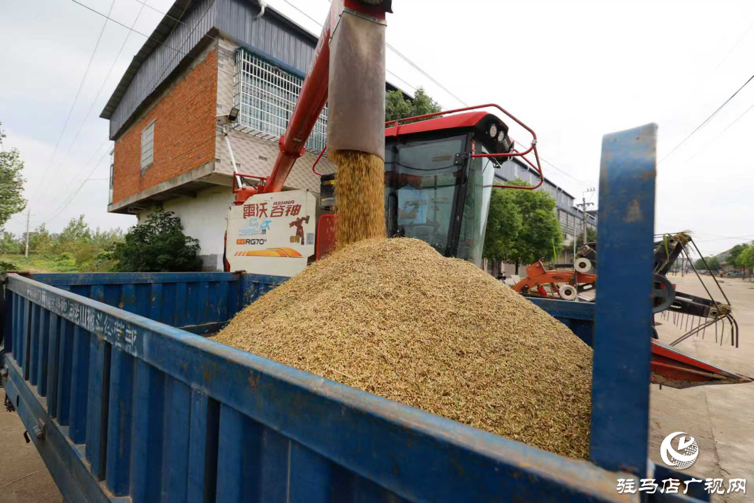 正陽：秋分至 水稻收獲忙