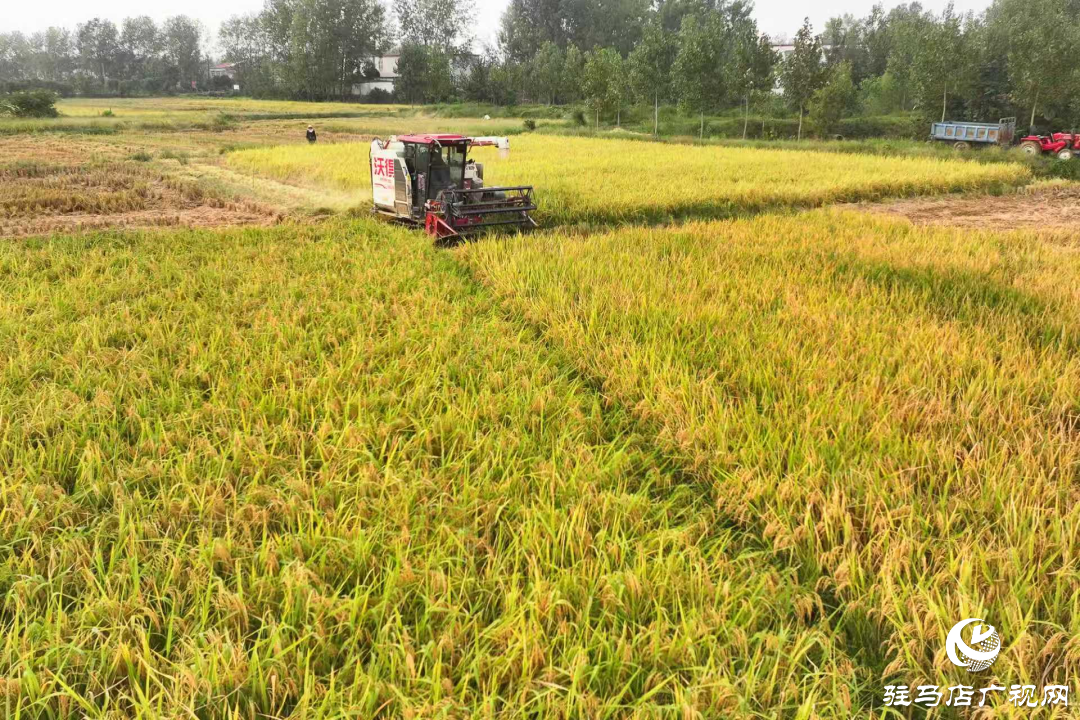 正陽：秋分至 水稻收獲忙