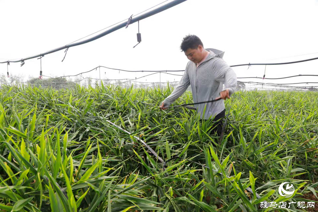 正陽：姜田變身“聚寶盆”