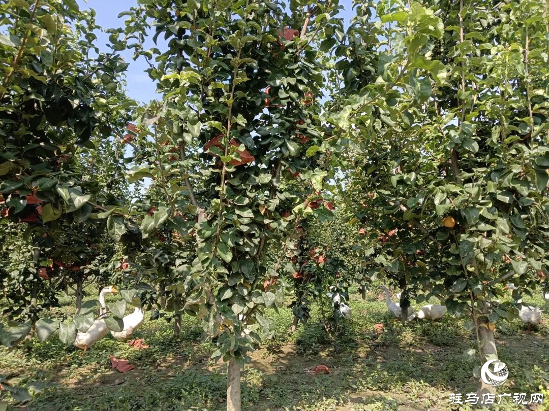 正陽縣林下種養(yǎng)創(chuàng)佳績 多元銷售助振興