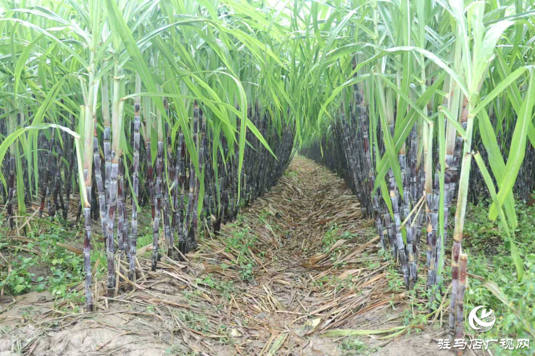 正陽(yáng)縣：新鮮蔗梨齊登場(chǎng) 口碑品質(zhì)引客來(lái)