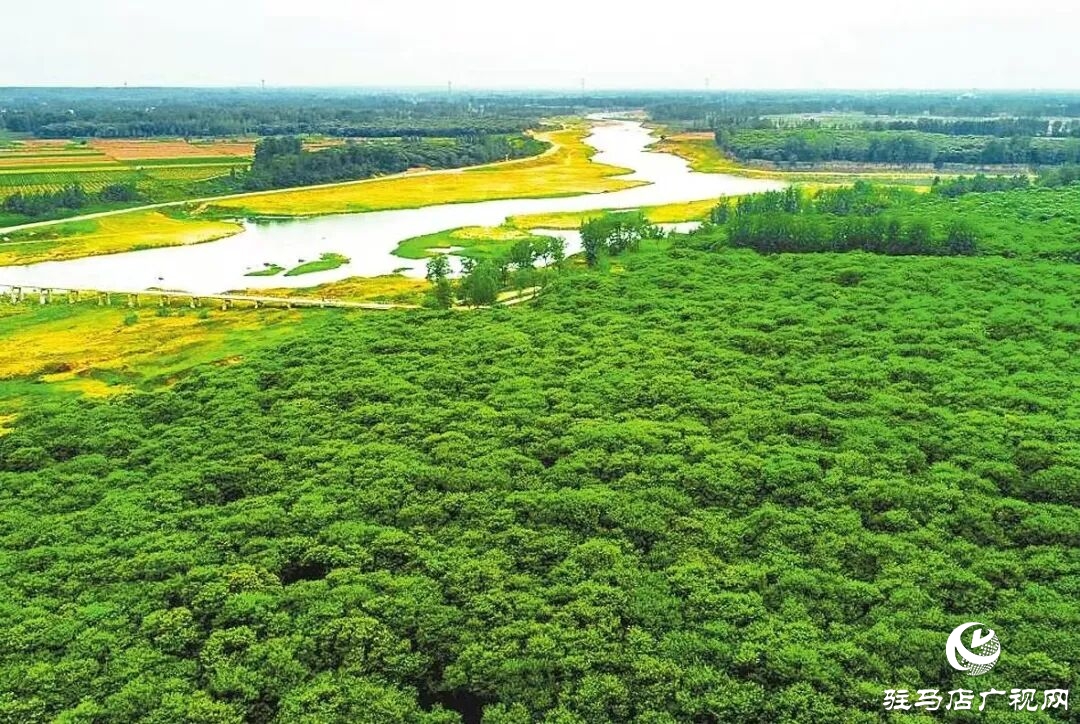 栗香飄滿淮河岸：正陽(yáng)縣潘店村千畝板栗迎來(lái)豐收季