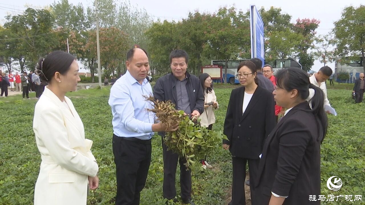 正陽縣舉行院縣共建“高油酸花生豫花37配套水肥一體化技術”觀摩會