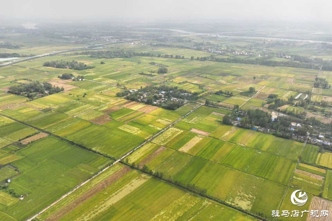 正陽：秋分至 水稻收獲忙