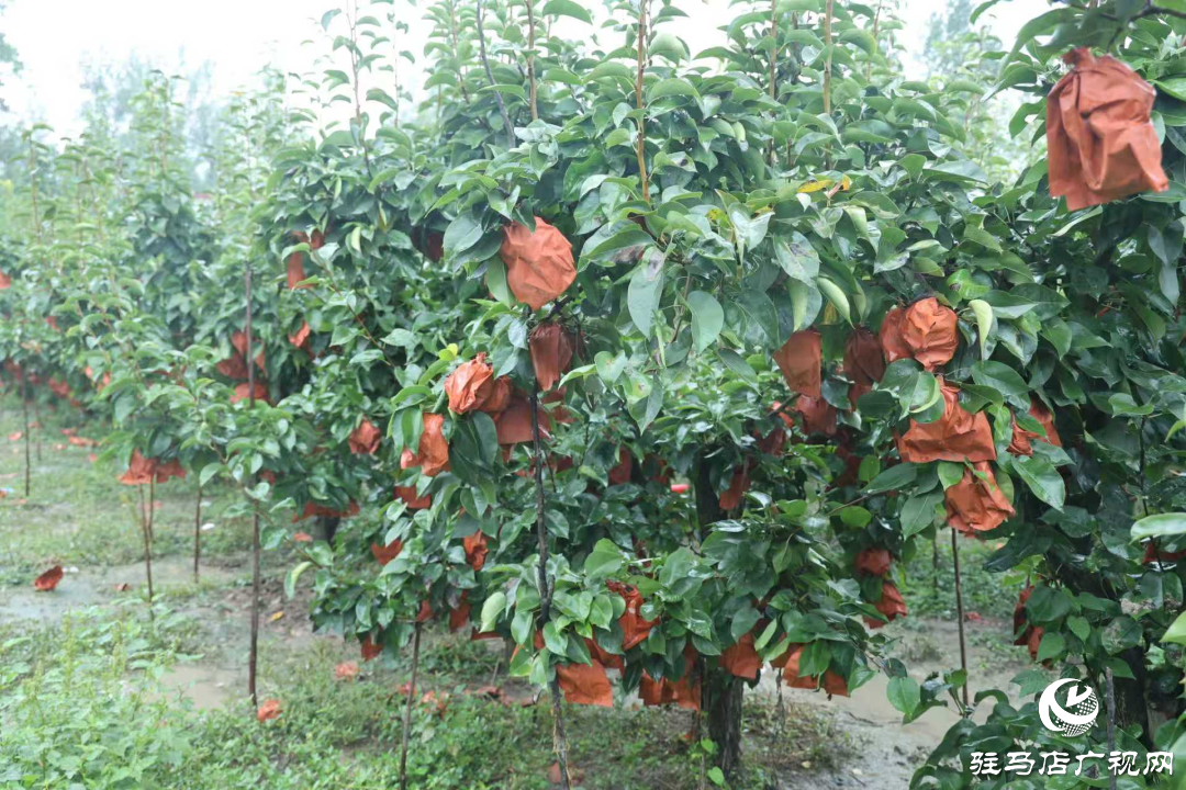 正陽(yáng)縣：新鮮蔗梨齊登場(chǎng) 口碑品質(zhì)引客來(lái)