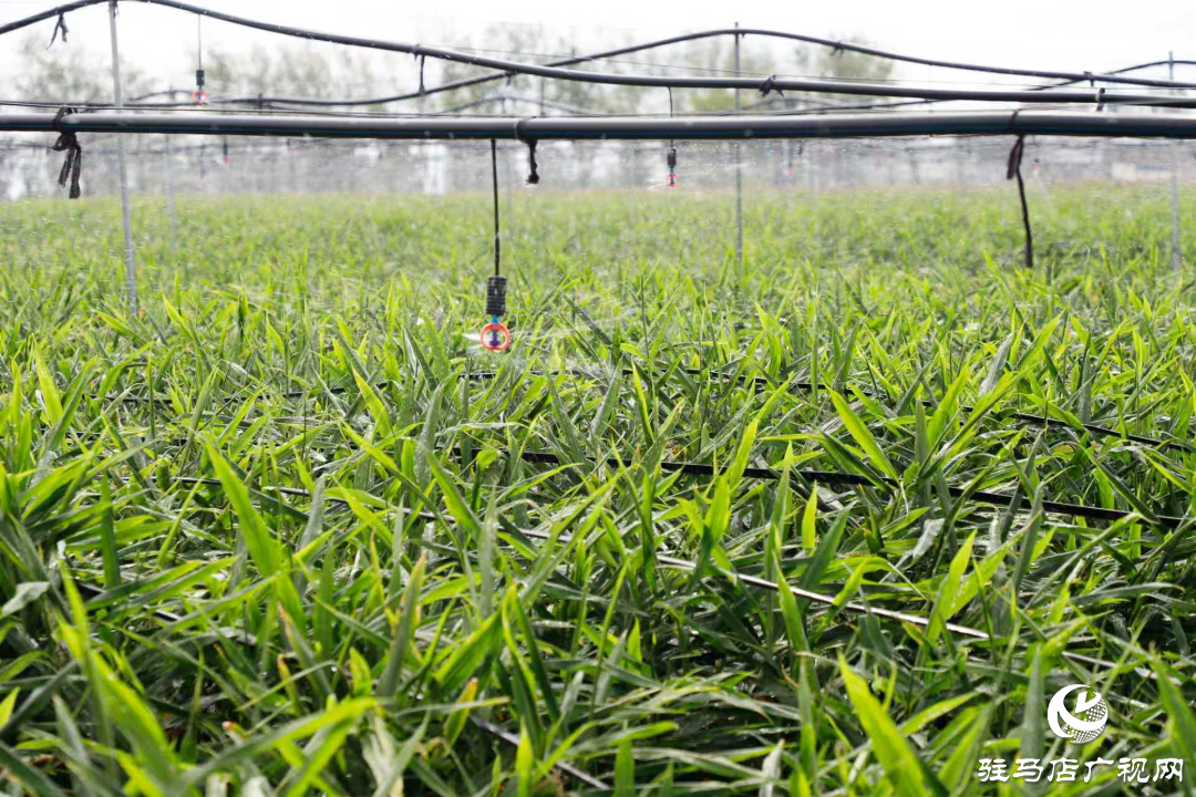 正陽：姜田變身“聚寶盆”