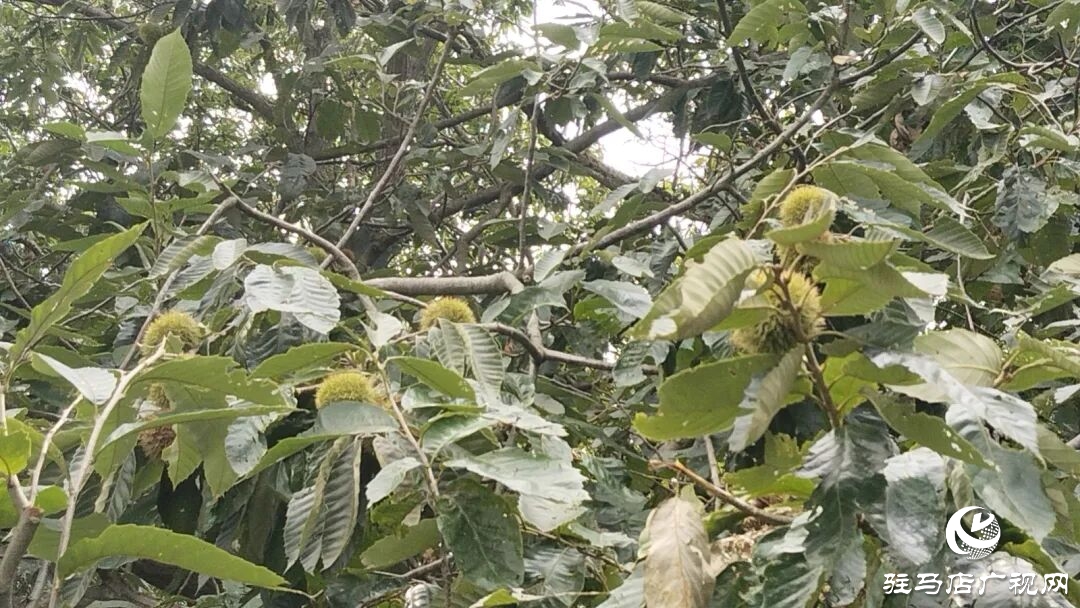 栗香飄滿淮河岸：正陽(yáng)縣潘店村千畝板栗迎來(lái)豐收季