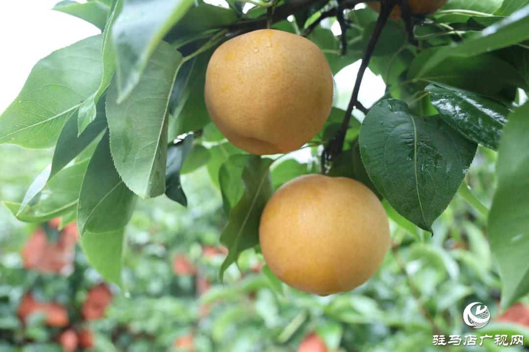正陽(yáng)縣：新鮮蔗梨齊登場(chǎng) 口碑品質(zhì)引客來(lái)