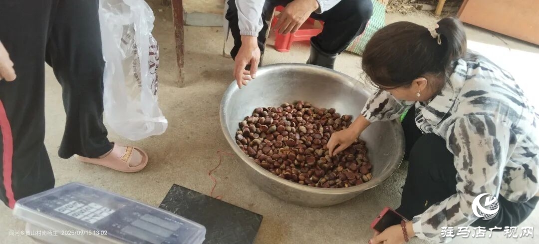 栗香飄滿淮河岸：正陽(yáng)縣潘店村千畝板栗迎來(lái)豐收季