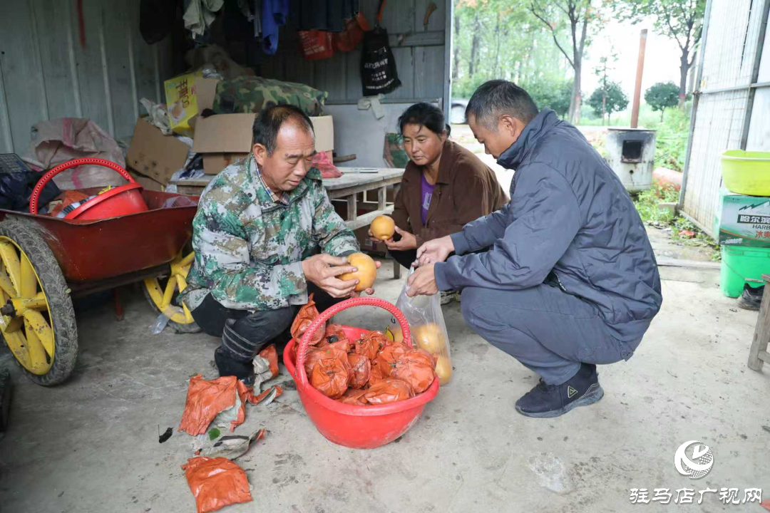 正陽(yáng)縣：新鮮蔗梨齊登場(chǎng) 口碑品質(zhì)引客來(lái)