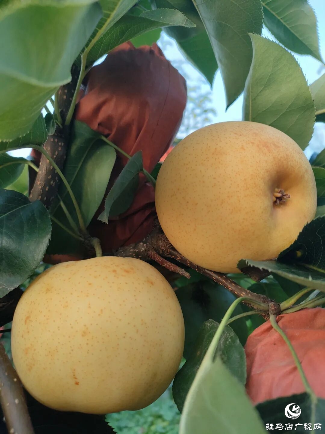 正陽縣林下種養(yǎng)創(chuàng)佳績 多元銷售助振興