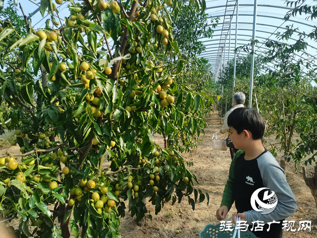 驛城區(qū):冬棗豐收季里果農(nóng)忙 特色產(chǎn)業(yè)繪就鄉(xiāng)村振興新圖景